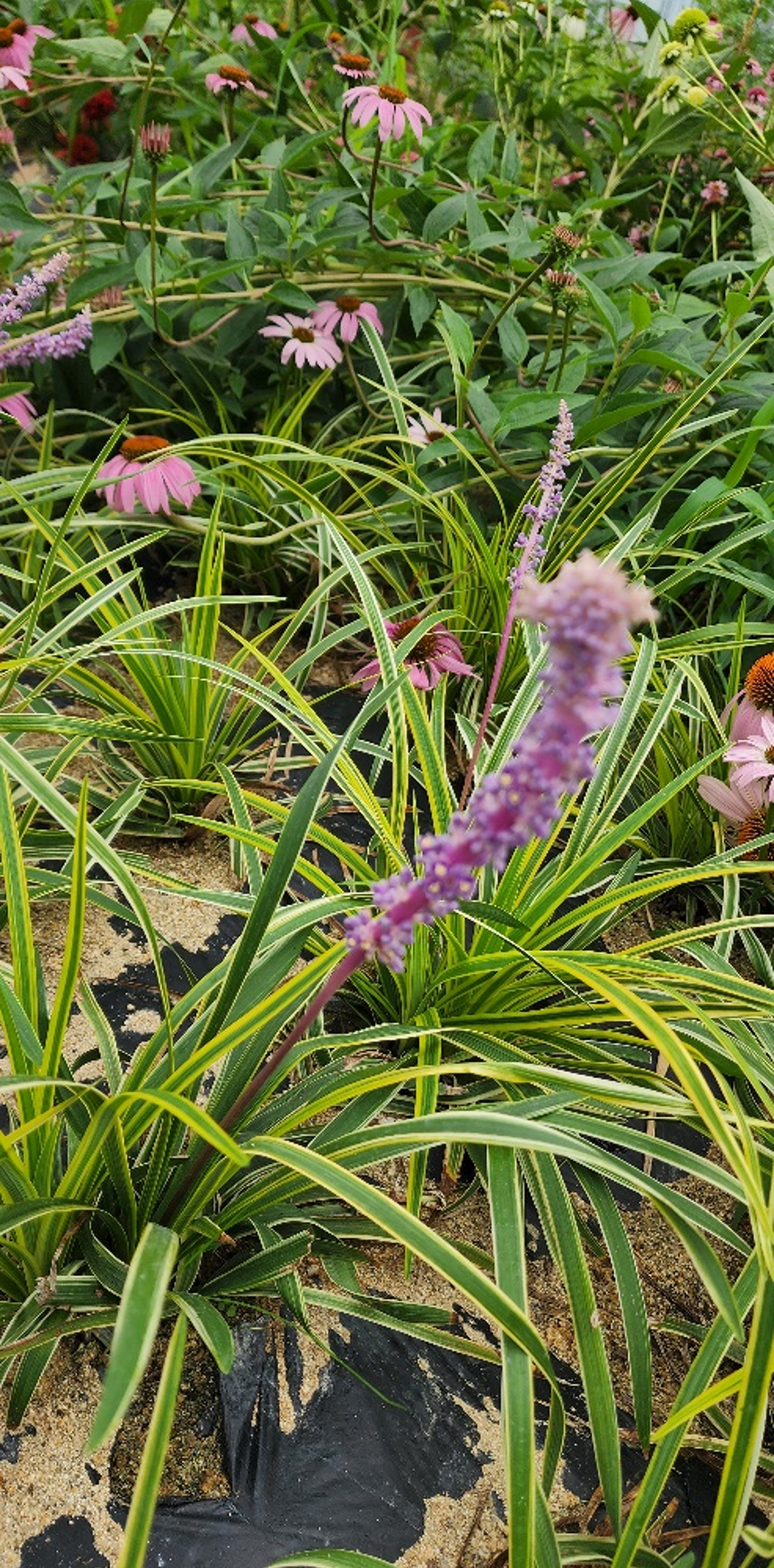 Liriope platyphylla 'URI2022-40'